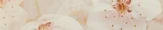 Бордюр Сакура коричневый 01 (40х7,5)